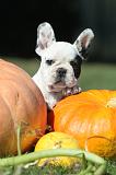 BOULEDOGUE FRANCAIS 266